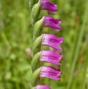 Spiranthes australis at Paddys River, ACT - suppressed