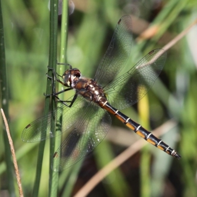 Procordulia jacksoniensis (Eastern Swamp Emerald) at Tharwa, ACT - 10 Feb 2019 by HarveyPerkins