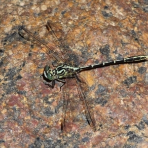 Austrogomphus guerini at Cotter River, ACT - 10 Feb 2019