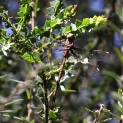 Telephlebia brevicauda (Southern Evening Darner) at Cotter River, ACT - 10 Feb 2019 by HarveyPerkins