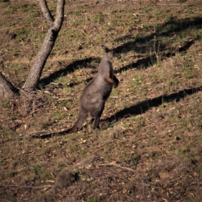 Osphranter robustus (Wallaroo) at Paddys River, ACT - 12 Feb 2019 by davobj
