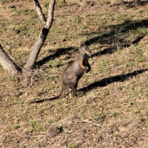 Osphranter robustus robustus at Paddys River, ACT - 13 Feb 2019 07:34 AM