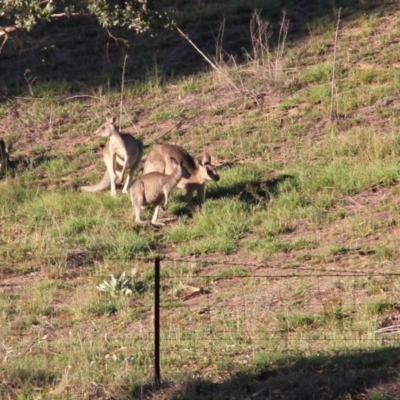 Macropus giganteus (Eastern Grey Kangaroo) at Paddys River, ACT - 12 Feb 2019 by davobj