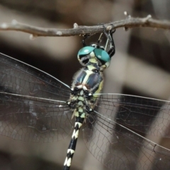 Parasynthemis regina (Royal Tigertail) at ANBG - 10 Feb 2019 by TimL