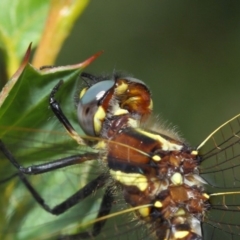 Synthemis eustalacta at Hackett, ACT - 10 Feb 2019