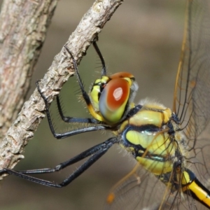 Hemicordulia tau at Hackett, ACT - 10 Feb 2019