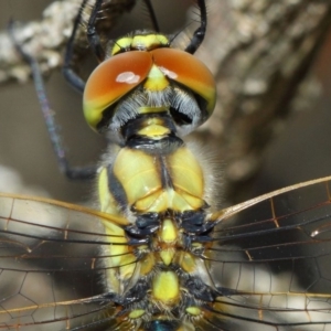 Hemicordulia tau at Hackett, ACT - 10 Feb 2019 01:18 PM