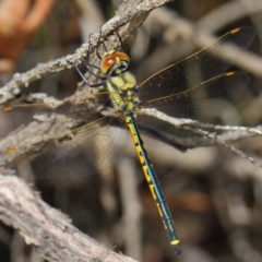 Hemicordulia tau at Hackett, ACT - 10 Feb 2019