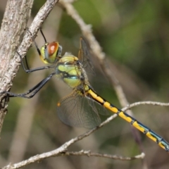 Hemicordulia tau at Hackett, ACT - 10 Feb 2019 01:18 PM