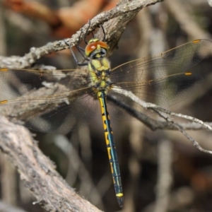 Hemicordulia tau at Hackett, ACT - 10 Feb 2019 01:18 PM