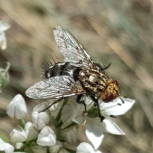 Tachinidae (family) at Isaacs, ACT - 13 Feb 2019