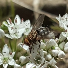 Tachinidae (family) at Isaacs, ACT - 13 Feb 2019