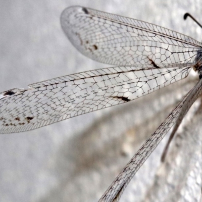 Bandidus canifrons (An Antlion Lacewing) at Ainslie, ACT - 12 Feb 2019 by jb2602