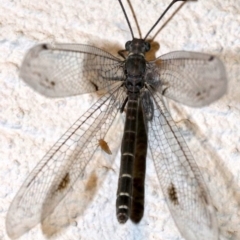 Bandidus canifrons at Ainslie, ACT - 12 Feb 2019 09:54 PM