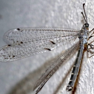 Bandidus canifrons at Ainslie, ACT - 12 Feb 2019 09:54 PM