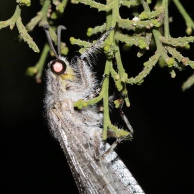 Heoclisis fundata (Antlion lacewing) at Ainslie, ACT - 11 Feb 2019 by jbromilow50