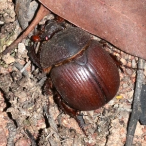 Elephastomus sp. (genus) at Majura, ACT - 11 Feb 2019