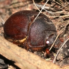 Elephastomus sp. (genus) at Majura, ACT - 11 Feb 2019