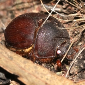 Elephastomus sp. (genus) at Majura, ACT - 11 Feb 2019