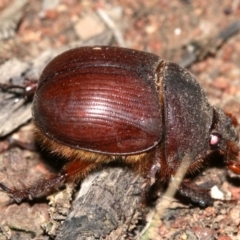 Elephastomus sp. (genus) at Majura, ACT - 11 Feb 2019