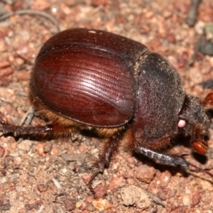 Elephastomus sp. (genus) at Majura, ACT - 11 Feb 2019