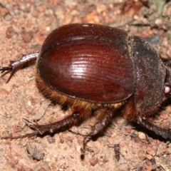 Elephastomus sp. (genus) at Majura, ACT - 11 Feb 2019