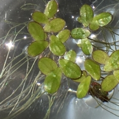 Landoltia punctata (Spotted Pondweed) by RWPurdie