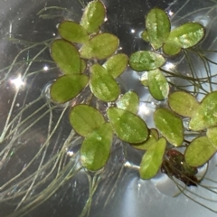 Landoltia punctata (Spotted Pondweed) at Campbell, ACT - 12 Feb 2019 by RWPurdie