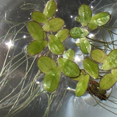 Landoltia punctata (Spotted Pondweed) at Campbell, ACT - 12 Feb 2019 by RWPurdie