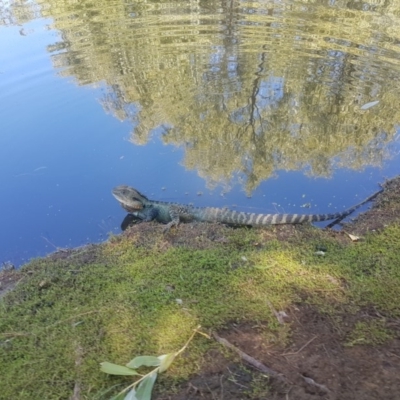 Intellagama lesueurii howittii (Gippsland Water Dragon) at Acton, ACT - 13 Feb 2019 by jamiebarney
