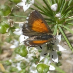 Lucia limbaria (Chequered Copper) at Isaacs, ACT - 13 Feb 2019 by Mike