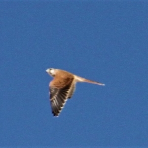 Falco cenchroides at Paddys River, ACT - 15 Feb 2019