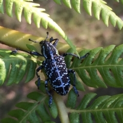 Chrysolopus spectabilis (Botany Bay Weevil) at Mirador, NSW - 12 Feb 2019 by hynesker1234