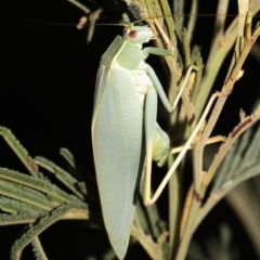 Caedicia simplex (Common Garden Katydid) at Majura, ACT - 11 Feb 2019 by jb2602