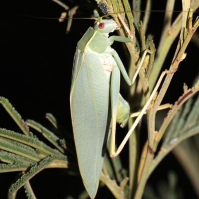 Caedicia simplex (Common Garden Katydid) at Majura, ACT - 11 Feb 2019 by jbromilow50