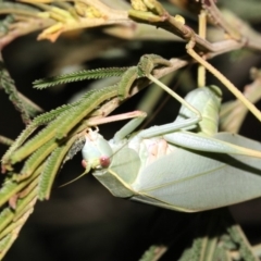 Caedicia simplex at Majura, ACT - 11 Feb 2019