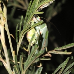 Caedicia simplex at Majura, ACT - 11 Feb 2019