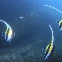 Zanclus cornutus (Moorish Idol) at Merimbula, NSW - 11 Feb 2019 by rickcarey