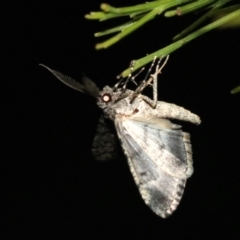 Lipogya exprimataria at Ainslie, ACT - 11 Feb 2019