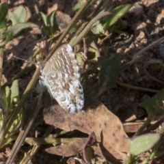 Theclinesthes serpentata (Saltbush Blue) at Dunlop, ACT - 13 Feb 2019 by Alison Milton