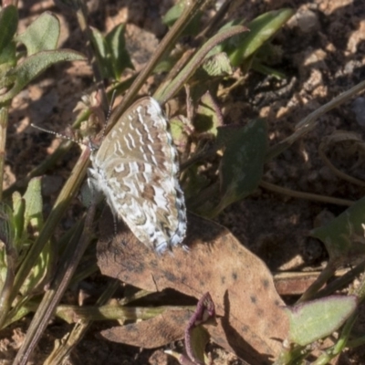 Theclinesthes serpentata (Saltbush Blue) at Dunlop, ACT - 13 Feb 2019 by Alison Milton