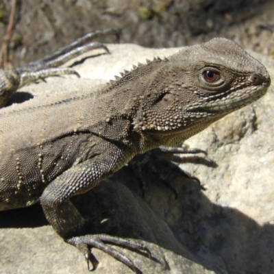 Intellagama lesueurii howittii (Gippsland Water Dragon) at Tennent, ACT - 13 Feb 2019 by Christine