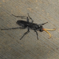 Pompilidae (family) (Unidentified Spider wasp) at Paddys River, ACT - 13 Feb 2019 by Christine