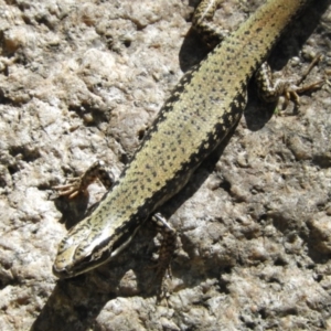 Eulamprus heatwolei at Paddys River, ACT - 13 Feb 2019 02:51 PM