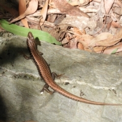 Eulamprus heatwolei at Paddys River, ACT - 13 Feb 2019 02:51 PM