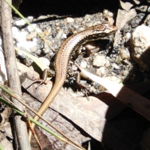 Eulamprus heatwolei at Paddys River, ACT - 13 Feb 2019 02:51 PM