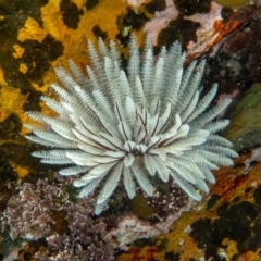 Sabellastarte australiensis (Feather duster worm) at Tathra, NSW - 9 Feb 2019 by bdixon75