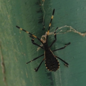 Amorbus sp. (genus) at Paddys River, ACT - 13 Feb 2019