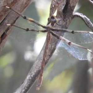 Telephlebia brevicauda at Paddys River, ACT - 13 Feb 2019