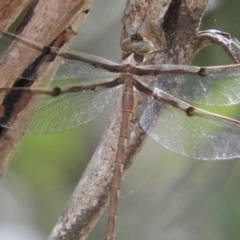 Telephlebia brevicauda at Paddys River, ACT - 13 Feb 2019